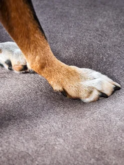 Laboni Cama para mascotas en terciopelo Buffalo, tamaños diferentes^ Accesorios Para Animales|Jarrones