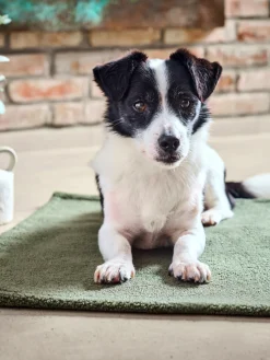 Laboni Colcha para mascotas con reverso antideslizante Teddy, tamaños diferentes^ Accesorios Para Animales|Jarrones