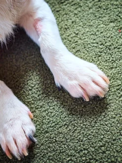 Laboni Colcha para mascotas con reverso antideslizante Teddy, tamaños diferentes^ Accesorios Para Animales|Jarrones