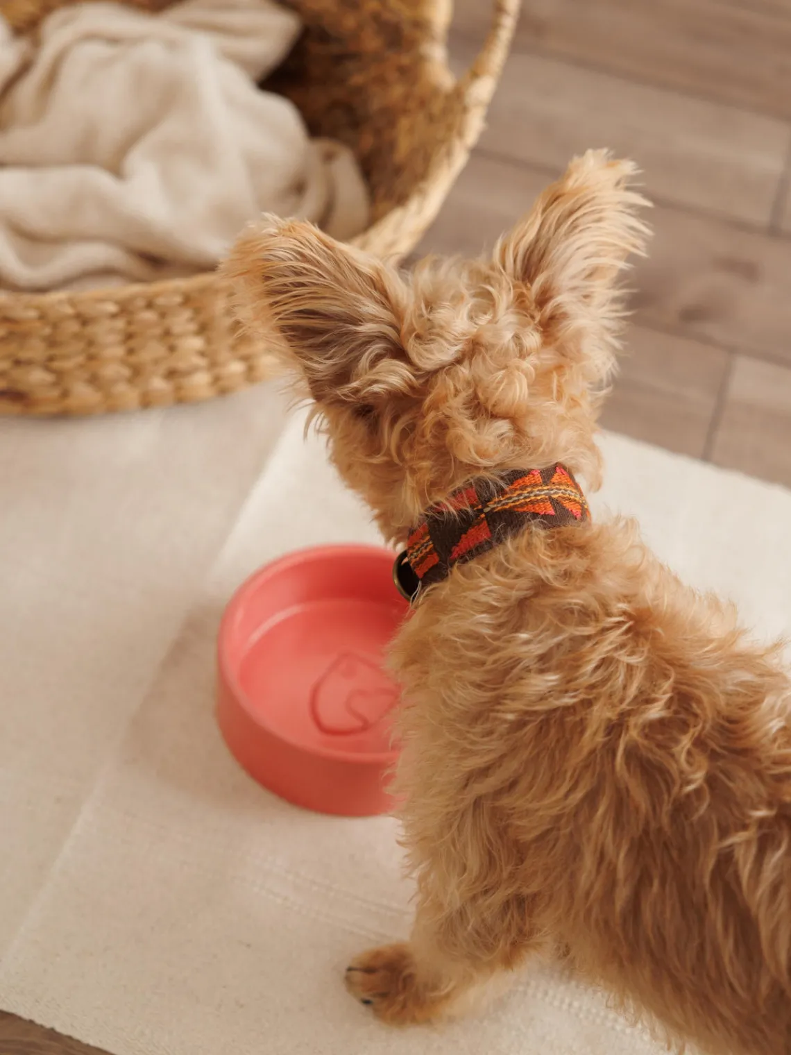 Buddys Dogwear Collar para mascotas artesanal Etna, tamaños diferentes^ Accesorios Para Animales|Jarrones