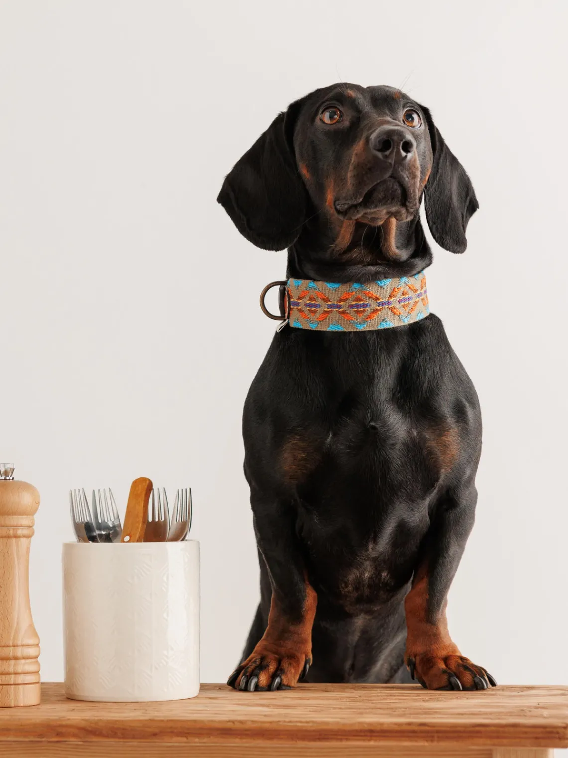 Buddys Dogwear Collar para mascotas artesanal Etna, tamaños diferentes^ Accesorios Para Animales|Jarrones