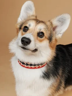 Buddys Dogwear Collar para mascotas artesanal Peruvian Arrov, tamaños diferentes^ Accesorios Para Animales