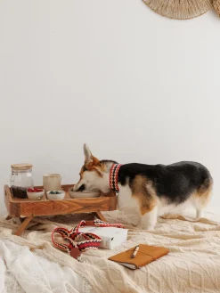 Buddys Dogwear Collar para mascotas artesanal Peruvian Arrov, tamaños diferentes^ Accesorios Para Animales