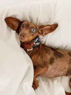 Buddys Dogwear Collar para mascotas artesanal Peyote, tamaños diferentes^ Accesorios Para Animales|Jarrones