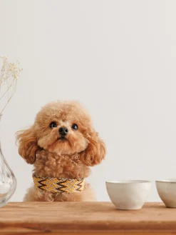 Buddys Dogwear Collar para mascotas artesanal Peruvian, tamaños diferentes