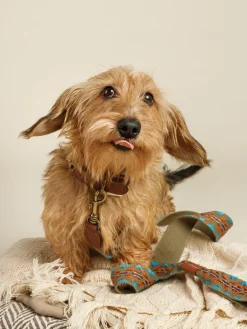 Buddys Dogwear Correa para mascotas artesanal Etna^ Accesorios Para Animales|Jarrones