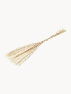 Cooee Design Flores secas Pampas