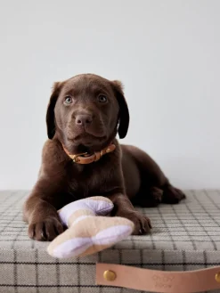 Oyoy Living Design Juguete hueso para perros Ashi, tamaños diferentes^ Accesorios Para Animales|Jarrones