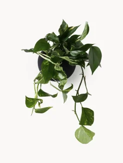 AYTM Macetero de metal de pared Globe^ Maceteros|Jarrones