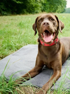 Laboni Manta acolchada para mascotas antideslizante Teddy, tamaños diferentes^ Accesorios Para Animales|Jarrones