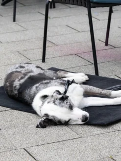 Laboni Manta para mascotas de borreguillo con reverso antideslizante, tamaños diferentes^ Accesorios Para Animales|Jarrones