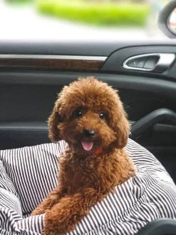 Wahre Tierliebe Sofá para mascotas con cinturón de seguridad Premium, tamaños diferentes